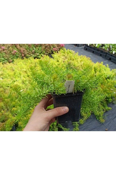 Очиток Ангеліна горщик 0,5 л